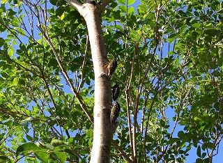 画像: 夏季休業のお知らせ